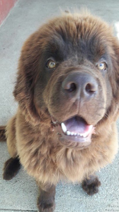 Фото: ньюфаундленд Браунблад МСК Джой Орсон