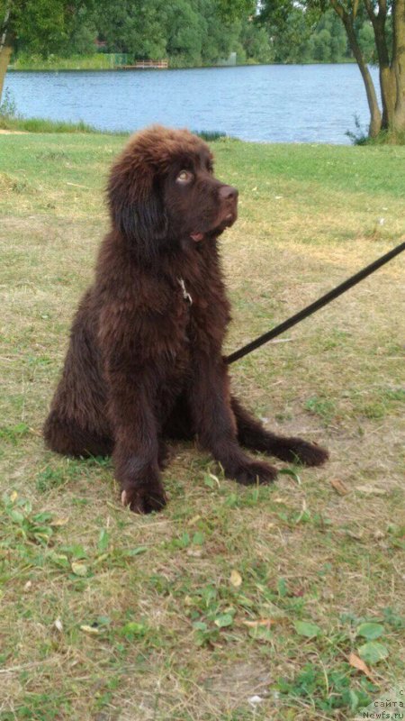 Фото: ньюфаундленд Браунблад МСК Донна Голди