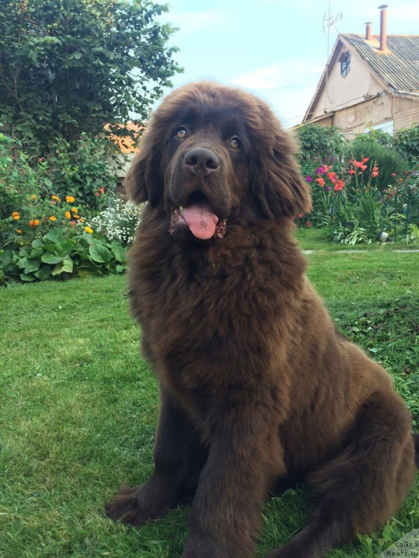 Фото: ньюфаундленд Браунблад МСК Донна Голди