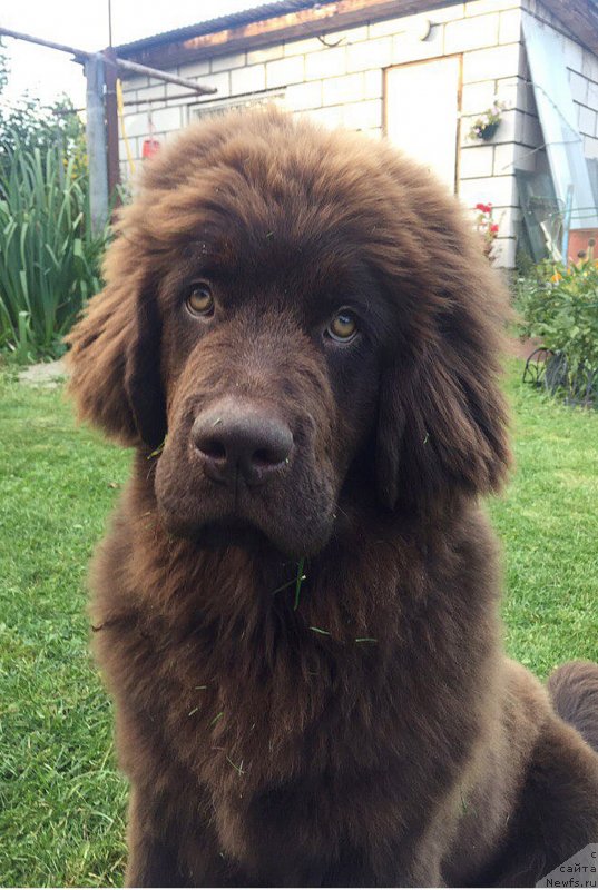 Фото: ньюфаундленд Браунблад МСК Донна Голди