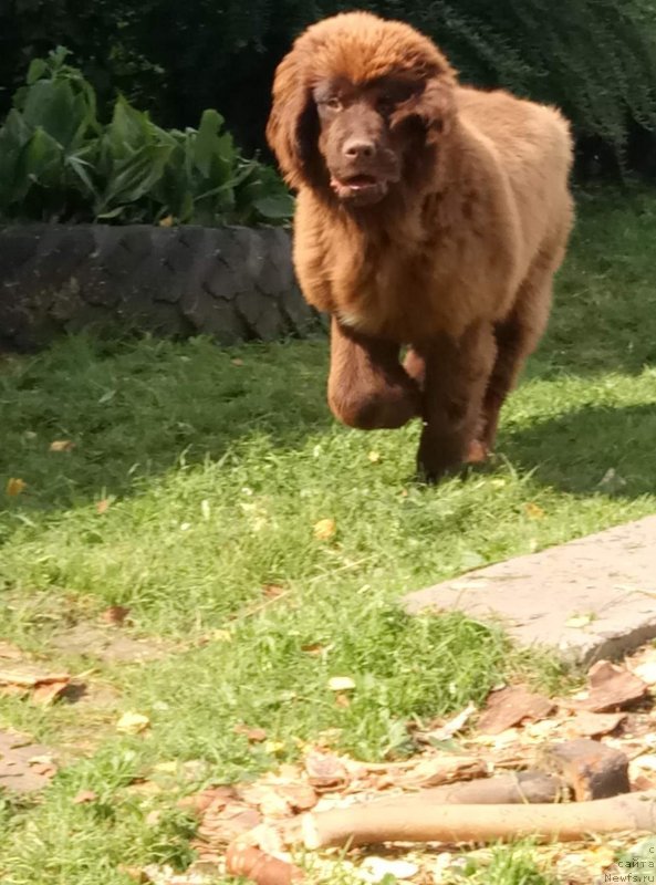 Фото: ньюфаундленд Браунблад МСК Дрими Эйн (Brownblood MSK Drimi Ein)