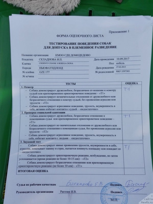 Фото: ньюфаундленд Черный Чанк с Берега Дона (Chernyj Chank s Berega Dona)