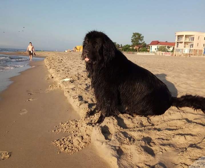 Фото: ньюфаундленд Velyke Malyatko Zharyna Virnosti