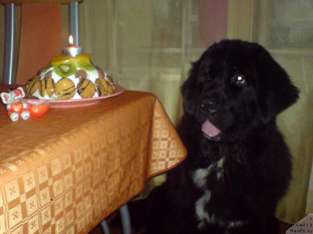 Фото: ньюфаундленд Питерньюф Жизнь Хороша (Piternyuf Zhizn' Horosha)