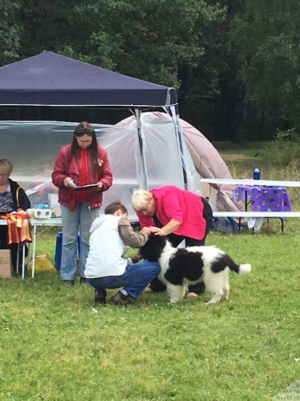 Фото: ньюфаундленд Адонис Ла Флёр, Илья Григоров