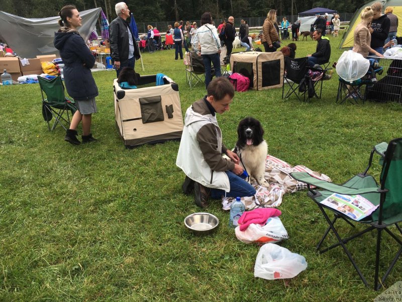 Фото: ньюфаундленд Адонис Ла Флёр, Илья Григоров