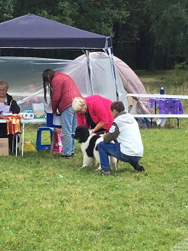 Фото: ньюфаундленд Адонис Ла Флёр, Илья Григоров