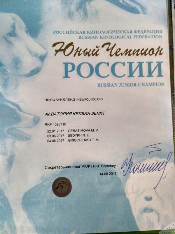 Фото: ньюфаундленд Акватория Келвин Зенит