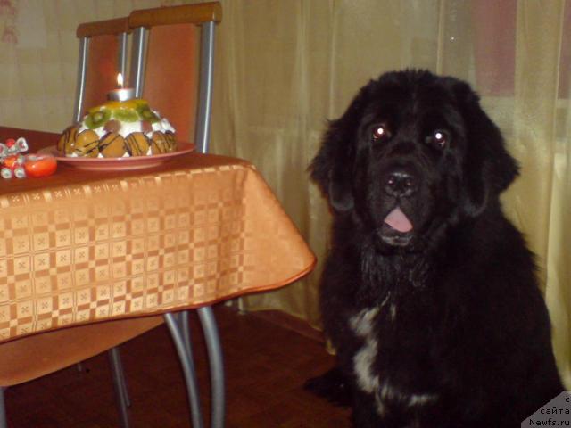 Фото: ньюфаундленд Питерньюф Жизнь Хороша (Piternyuf Zhizn' Horosha)