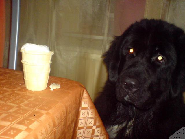 Фото: ньюфаундленд Питерньюф Жизнь Хороша (Piternyuf Zhizn' Horosha)