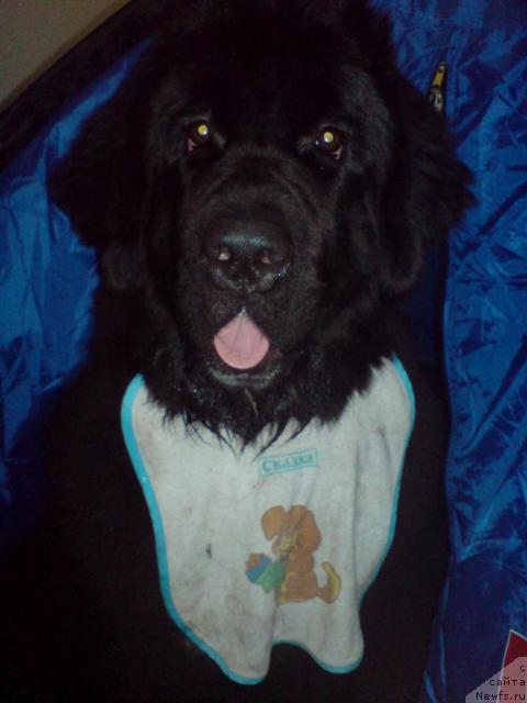 Фото: ньюфаундленд Питерньюф Жизнь Хороша (Piternyuf Zhizn' Horosha)