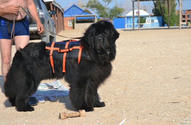 Фото: ньюфаундленд Назар Вятский Медведь (Nazar Vyatskiy Medved)