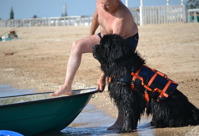 Фото: ньюфаундленд Назар Вятский Медведь (Nazar Vyatskiy Medved)