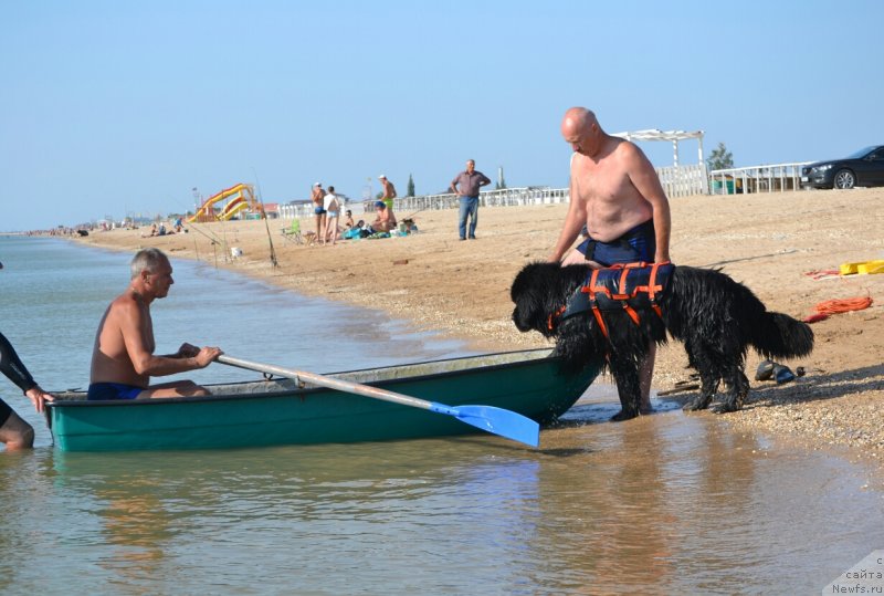 Фото: ньюфаундленд Назар Вятский Медведь (Nazar Vyatskiy Medved)