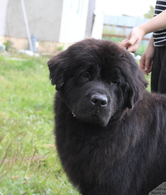 Фото: ньюфаундленд Callistos Black Tulip