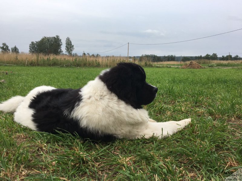 Фото: ньюфаундленд Вилмаринен от Карельских Медведей