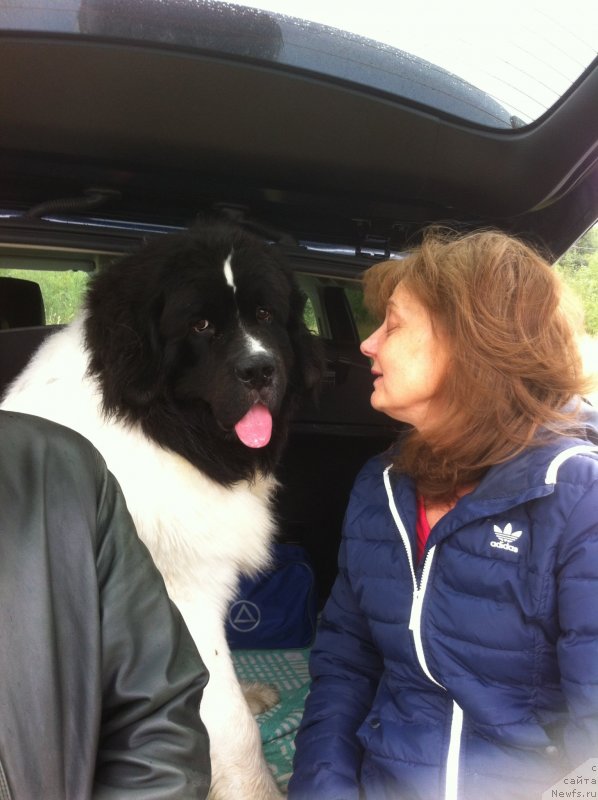 Фото: ньюфаундленд Вилмаринен от Карельских Медведей