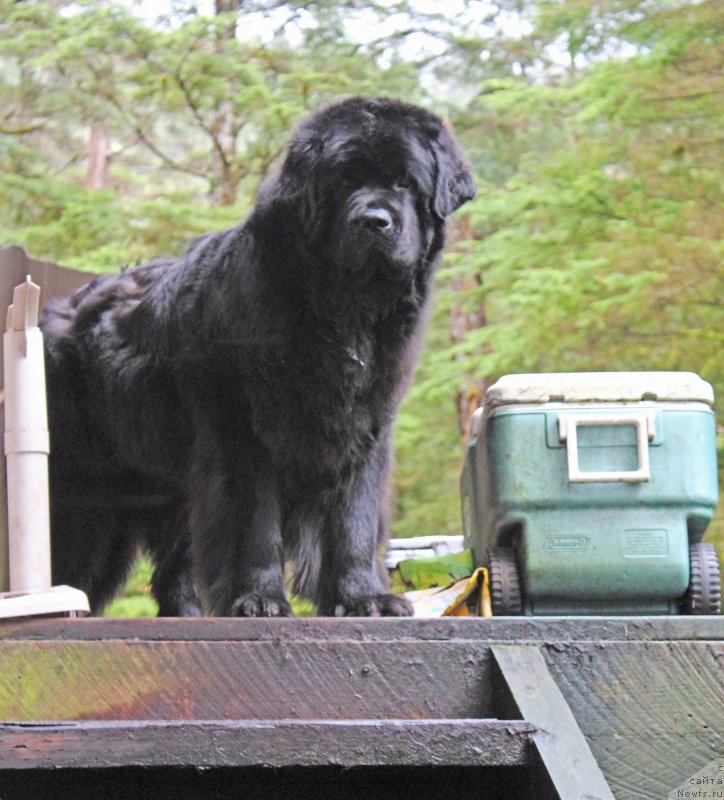 Фото: ньюфаундленд Черная Мафия Ангел Амонг Ус (Chernaya Mafia Аngel Among Us)