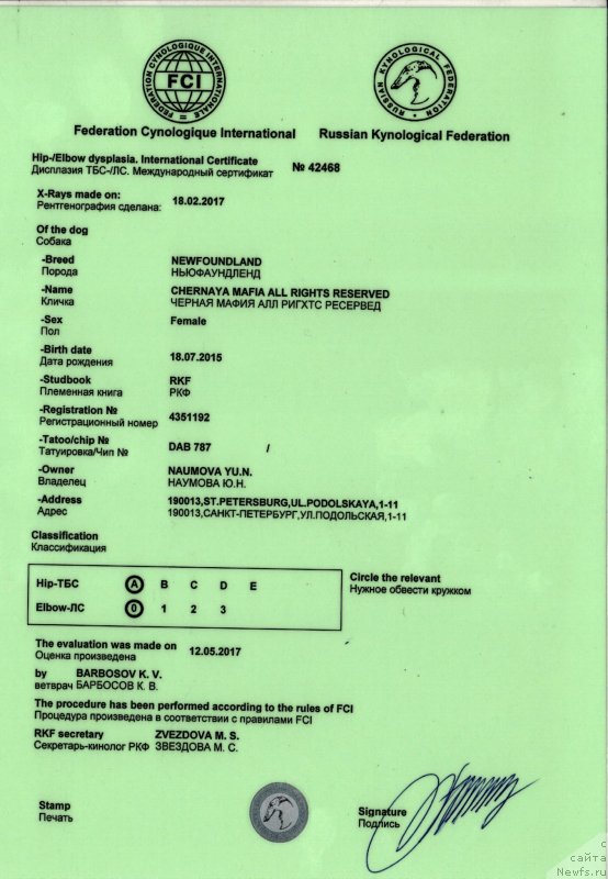 Фото: ньюфаундленд Черная Мафия Алл Ригхтс Ресервед (Chernaya Mafia Аll Rights Reserved)