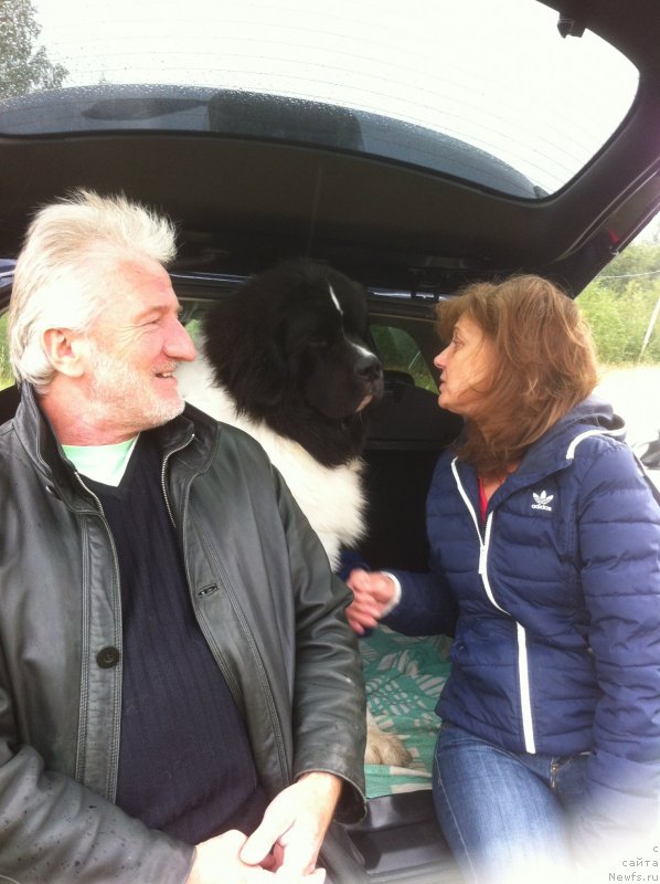 Фото: ньюфаундленд Вилмаринен от Карельских Медведей