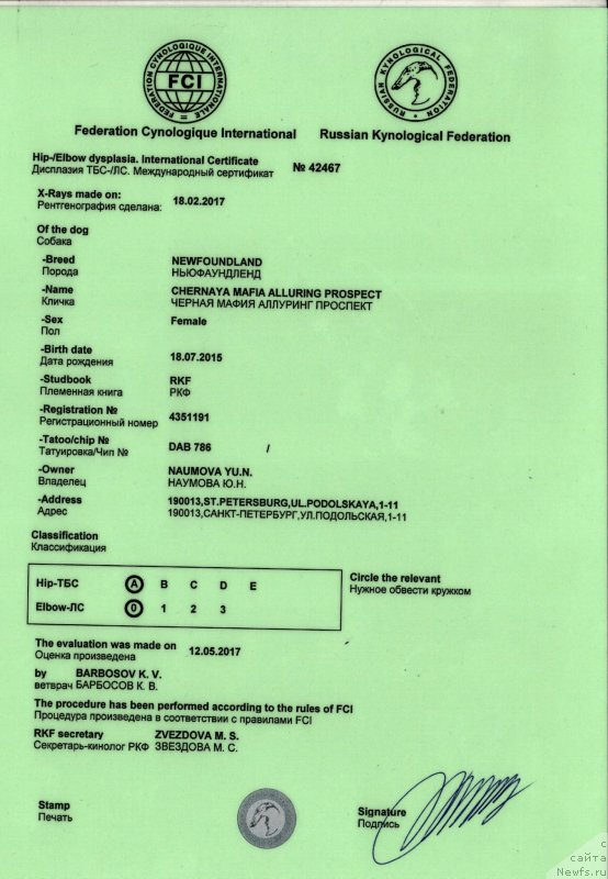 Фото: ньюфаундленд Черная Мафия Аллуринг Проспект (Chernaya Mafia Аlluring Prospect)