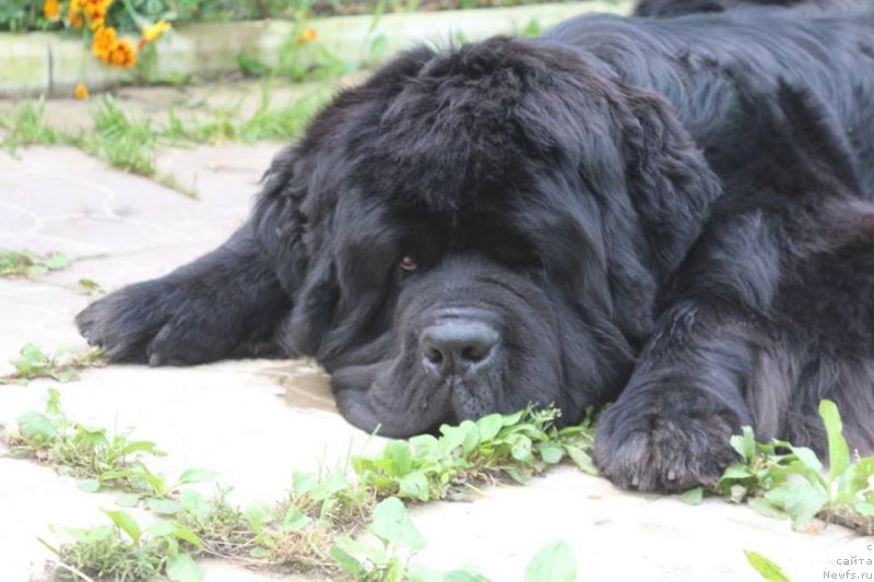 Фото: ньюфаундленд Черная Мафия Шорт анд Свеет (Chernaya Mafia Short and Sweet)