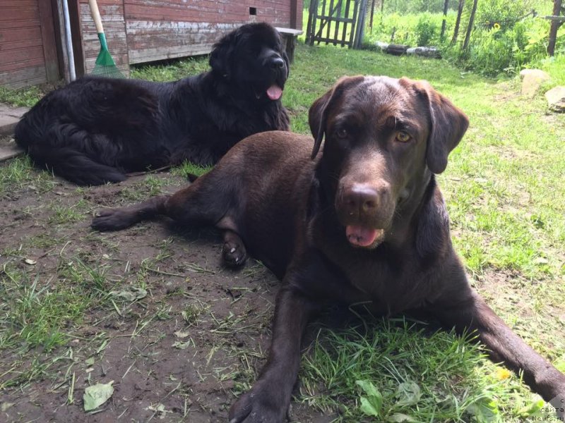 Фото: ньюфаундленд Элегант Леди