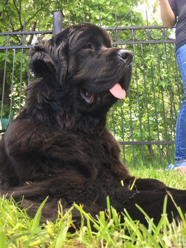 Фото: ньюфаундленд Элегант Леди