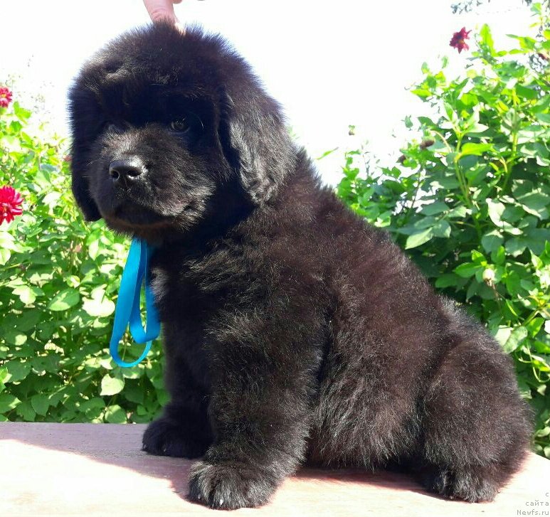 Фото: ньюфаундленд Луи Анри Буссенар (Louis Henri Bussenar)