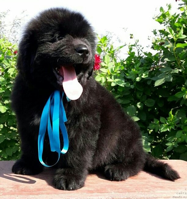 Фото: ньюфаундленд Луи Анри Буссенар (Louis Henri Bussenar)