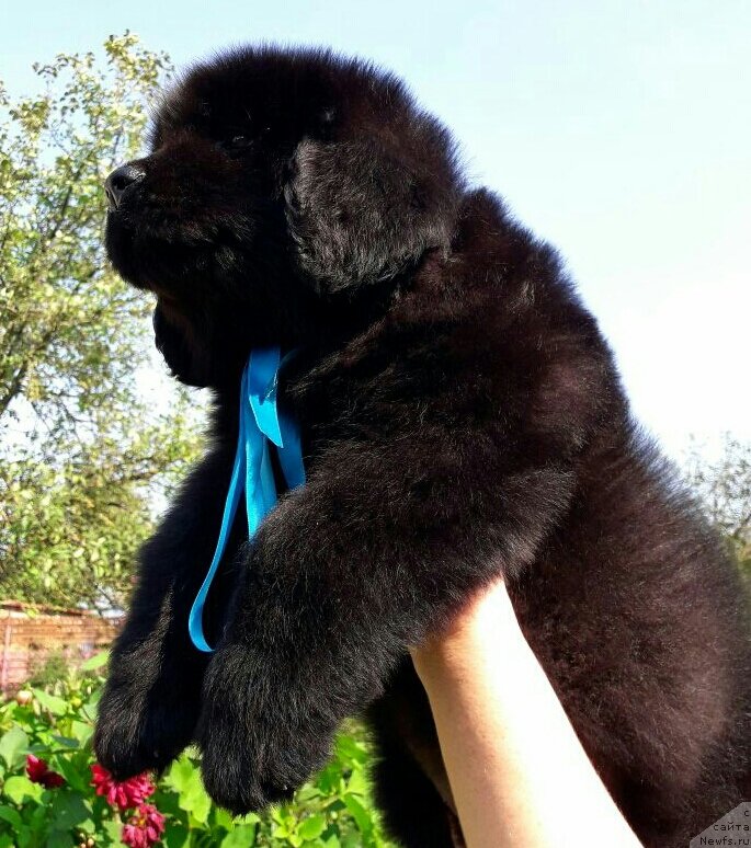 Фото: ньюфаундленд Луи Анри Буссенар (Louis Henri Bussenar)