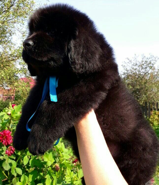 Фото: ньюфаундленд Луи Анри Буссенар (Louis Henri Bussenar)