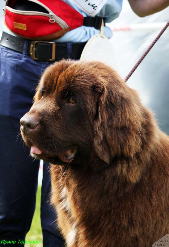 Фото: ньюфаундленд Браунблад МСК Ауди Рэд Лэсс (Brownblood MSK Audi Red Less)