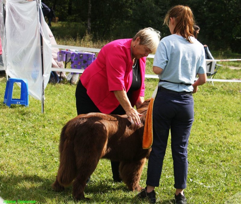 Фото: ньюфаундленд Браунблад МСК Ауди Рэд Лэсс (Brownblood MSK Audi Red Less)