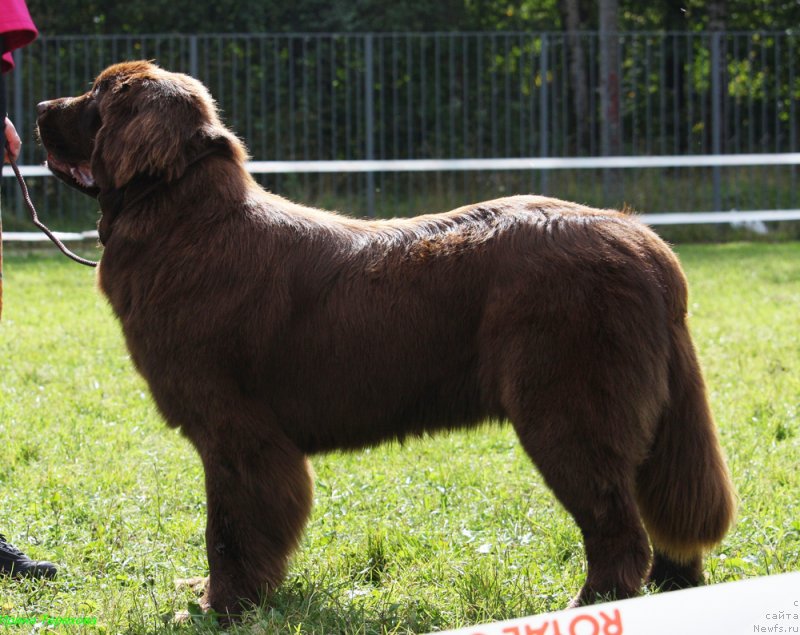 Фото: ньюфаундленд Браунблад МСК Ауди Рэд Лэсс (Brownblood MSK Audi Red Less)