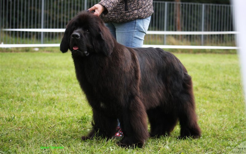 Фото: ньюфаундленд Мерседес Вялiкi Мядзведзь (Mercedes Vialiki Miadzvedz)