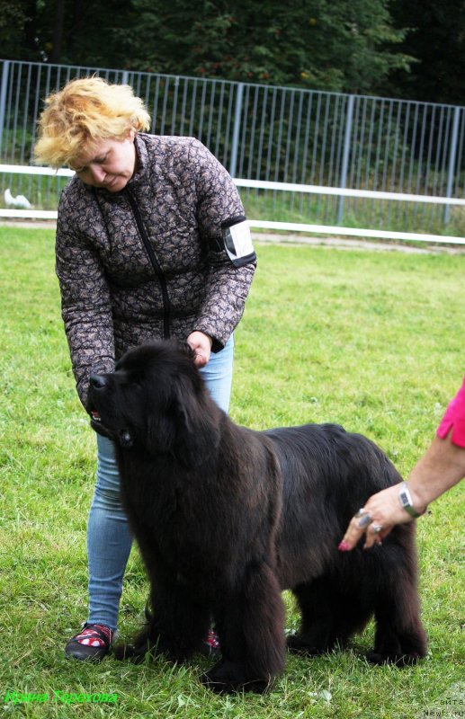 Фото: ньюфаундленд Мерседес Вялiкi Мядзведзь (Mercedes Vialiki Miadzvedz)