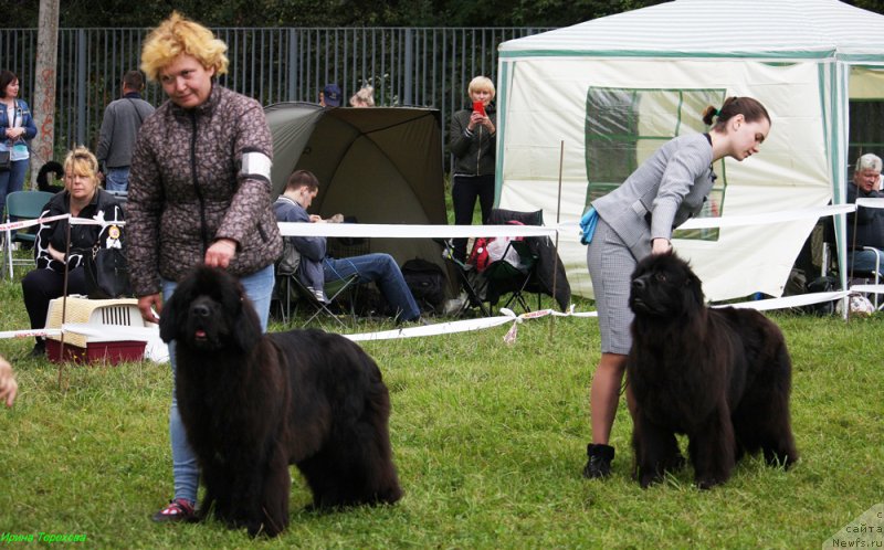 Фото: ньюфаундленд Мерседес Вялiкi Мядзведзь (Mercedes Vialiki Miadzvedz), ньюфаундленд Моя Стихия Ламборджини (Moya Stikhiya Lamborghini)