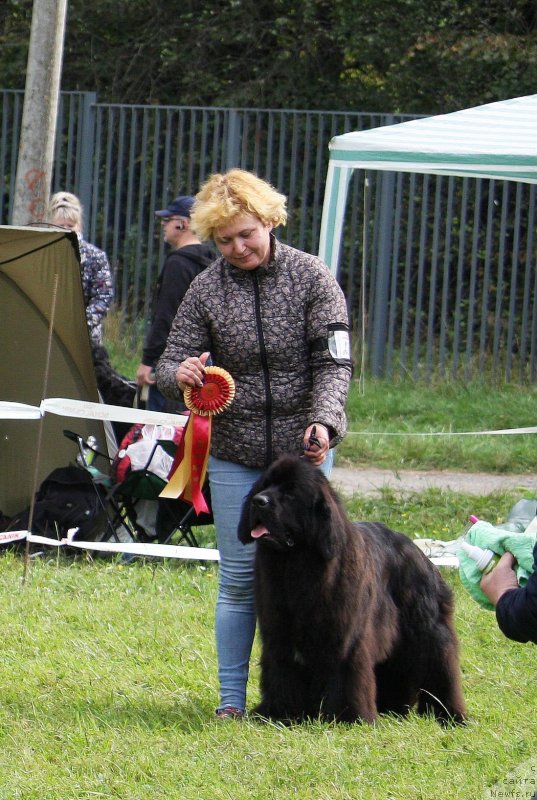 Фото: ньюфаундленд Мерседес Вялiкi Мядзведзь (Mercedes Vialiki Miadzvedz)