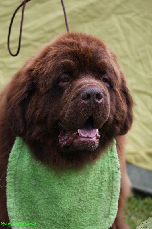 Фото: ньюфаундленд Чармер Денкам Бронз (Charmer Denkam Bronze)