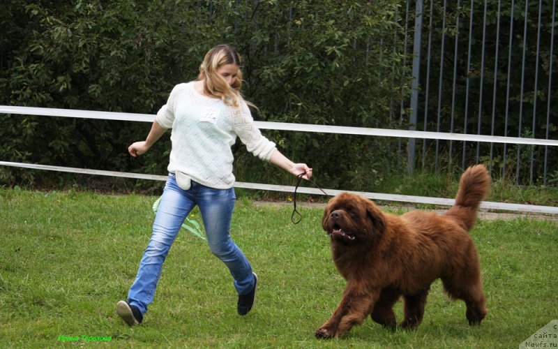 Фото: ньюфаундленд Чармер Денкам Бронз (Charmer Denkam Bronze)