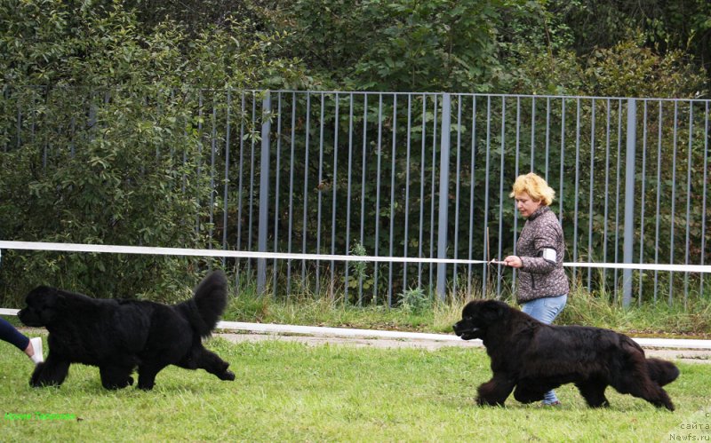 Фото: ньюфаундленд Смигар Танго ин зе Найт (Smigar Tango in the Night), ньюфаундленд Мерседес Вялiкi Мядзведзь (Mercedes Vialiki Miadzvedz)