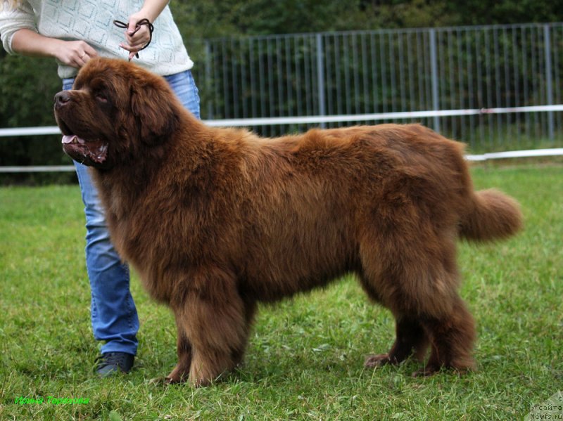 Фото: ньюфаундленд Чармер Денкам Бронз (Charmer Denkam Bronze)