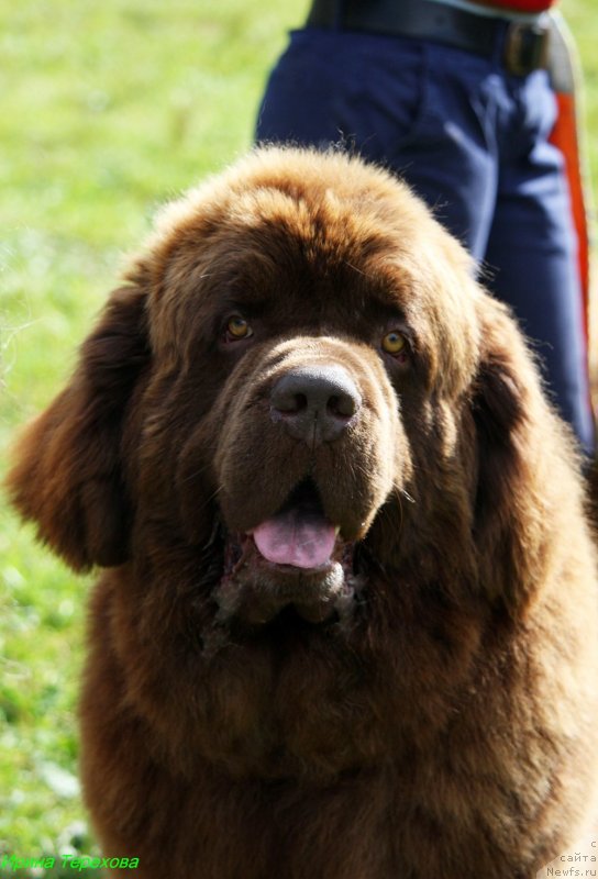 Фото: ньюфаундленд Чарли Де Бест Хелфи Пэл (Charli The Best Helfi Pel)