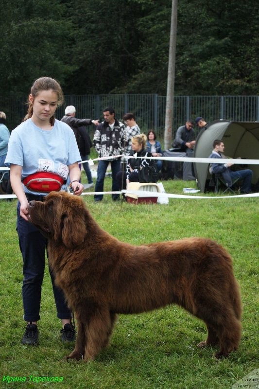 Фото: ньюфаундленд Чарли Де Бест Хелфи Пэл (Charli The Best Helfi Pel)
