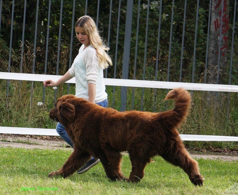 Фото: ньюфаундленд Чарли Де Бест Хелфи Пэл (Charli The Best Helfi Pel)