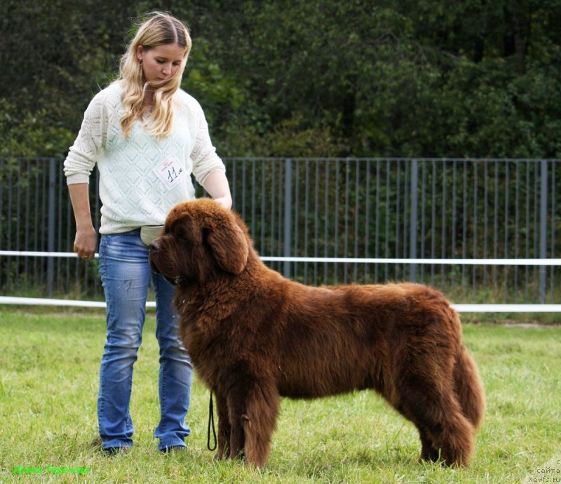 Фото: ньюфаундленд Чарли Де Бест Хелфи Пэл (Charli The Best Helfi Pel)