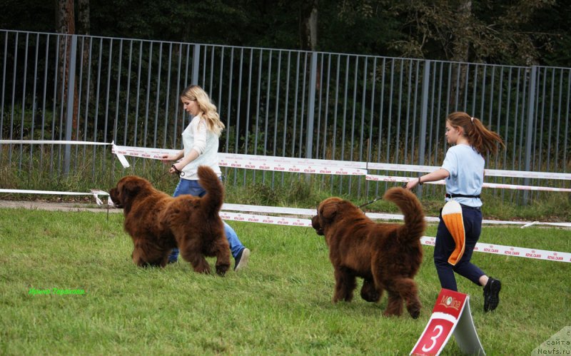 Фото: ньюфаундленд Чармер Денкам Бронз (Charmer Denkam Bronze), ньюфаундленд Чарли Де Бест Хелфи Пэл (Charli The Best Helfi Pel)