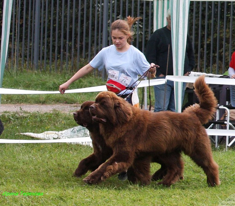 Фото: ньюфаундленд Браунблад МСК Ауди Рэд Лэсс (Brownblood MSK Audi Red Less), ньюфаундленд Чарли Де Бест Хелфи Пэл (Charli The Best Helfi Pel)