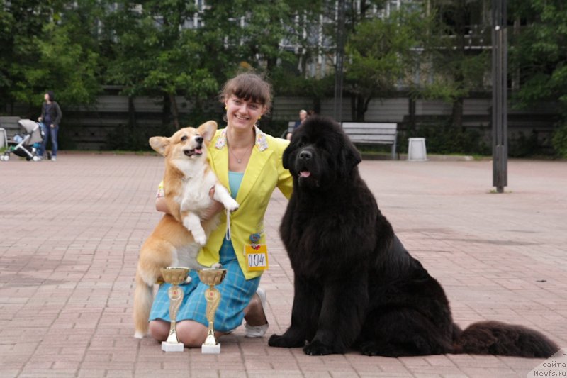 Фото: ньюфаундленд Моя Стихия Лорейн Дитрих (Moya Stikhiya Loreyn Ditrix)